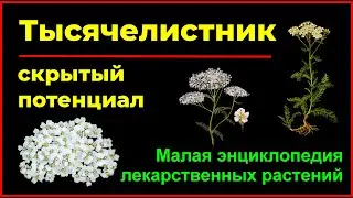 Тысячелистник скрытый потенциал - Yarrow hidden potential