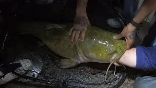 Giant Catfish BITES My Arm & A New Flathead Personal Best