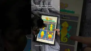 Your dog chooses her favorite game #dog #dogs￼