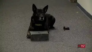 K-9 Controversy: Bites by police dogs have some rethinking how the animal officers are used