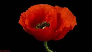 Wild Poppy Blooming, time lapse, Amazing Nature