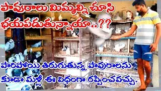 పావురాలు మిమ్మల్ని చూసి భయపడుతున్నాయా..? || How to come back pigeons at home in telugu