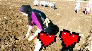 دخلنا علي موسم الشتا وهنبتدي نزرع التوم ول بسله