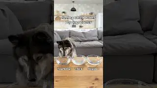 A very important dog experiment