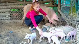 Newborn Piglets Care | Harvesting Taro Plants to Feed Sows and Piglets on the Farm