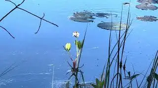Isaks Mosse i Lindome , n&auml;ckrosblad o vacker natur