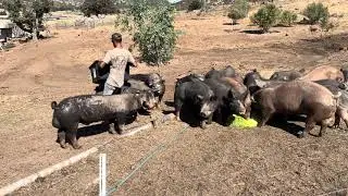 Enhancing Pig Welfare with Hydroponically Grown Barley Fodder | Sprouting Gear