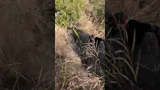 Telonics/ Pg  8/12/2018