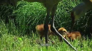 Sandhill Cranes--An Afternoon Feeding the Fuzzballs