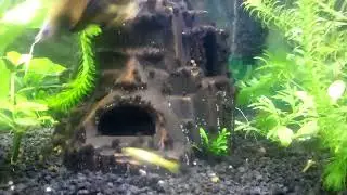 10 Gallon Aquarium - Endler/Yellow Guppy Crossbreed Experiment with Betta Fish