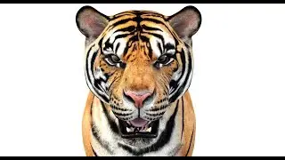 Realistic Tiger 3D Model &ndash; High-Quality & Fully Textured | PROmax3D