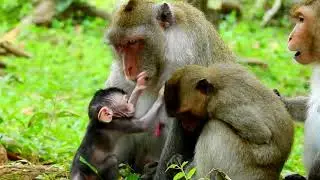 Great video of monkey family, Kind Jane family looks adorable and friendly