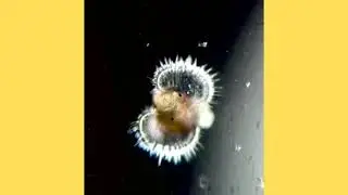 Veliger of some marine gastropod snail from Mediterranean Sea, Adriatic coast 🤓