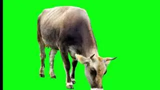 Free Green Screen Cow Eating VIdeo