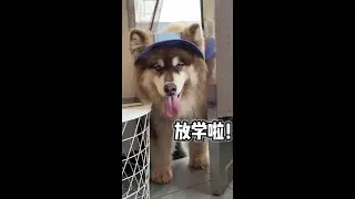 The child looks like a transfer student! #Diary of pet owners #Alaska @Kuaishou Pets (O40300091)