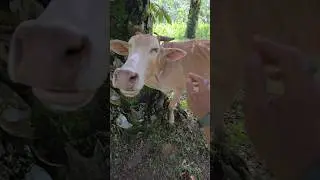 Penyuntikan antibiotik pada sapi galak #shortsfeed