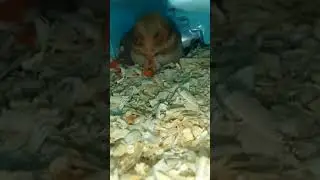 https://www.youtube.com/@xomka_27
