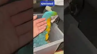 Красивый попугай Ара beautiful ara parrot