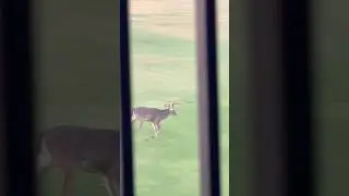 Rut season is here 🦌 🦌 🦌