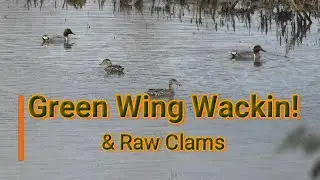 Oregon Coast Duck hunting and Eating Raw Clams!