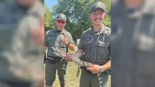 Alligator found abandoned illegally in pond on Long Island
