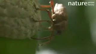 Acorn weevil drilling into an acorn