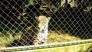 Brazilian conservationists try to save the American jaguar