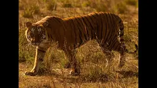 Corbett Tiger Reserve I Jim Corbett National Park |4K I Latest Video I 2025 (Video + Photos)