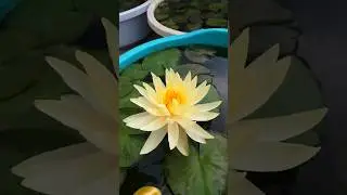Water lilies