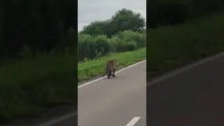 леопард