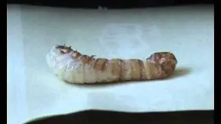 La mue nymphale du t&eacute;n&eacute;brion
