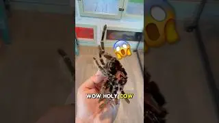 Did My Bird-Eating Tarantula Die?! 😱🕷️#shorts #tarantula