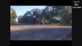 sunday arvo rott reviews