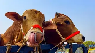 Cow unloading, cow videos, cow video, animal, big cow, goru hamba cow, Ep- 35