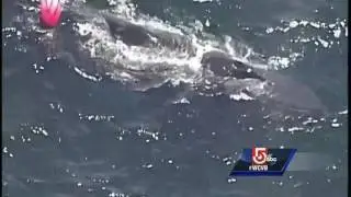 Sky5 Video: Close-up on entangled whale