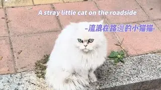 Find a home for stray cats給流浪猫找一個家#love #cat 