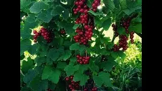 Multifunctional Woody Polyculture - iSEE Research