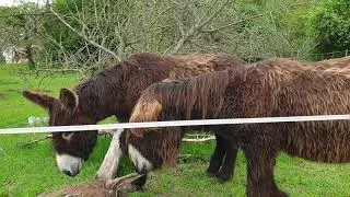 Poitou donkeys. Poitou Esel.
