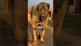 &iquest;Como de fuerte es realmente el Kangal turco? #perros #dogs #kangal