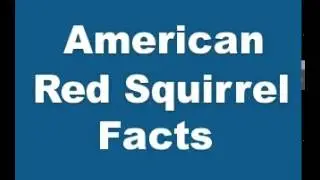 American Red Squirrel Facts - Facts About American Red Squirrels