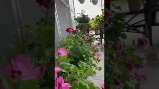 My source of happiness and strength #plants #nature #naturephotography #garden #gardenflowers