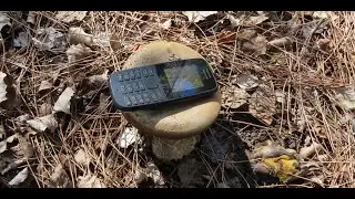 Suillus bellinii, the Champagne bolete  Greece by Theo