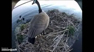 Loons attack goose on Larry's Loon Cam! 04232015 620am