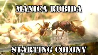 Ants Manica rubida - Mr&oacute;wka wścieklica dorodna - Starting colony