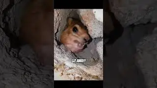 Why is He STILL Screaming At Him😡 #shorts #hyrax #funny