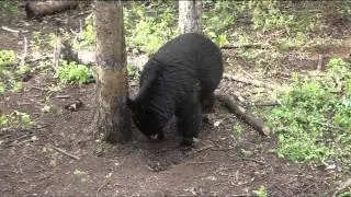 Darren Wilson 2013 Black Bear Hunt in Alberta Canada with Mike's Outfitting