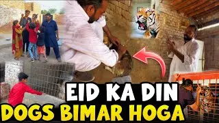 Dogs did not eat rice 😲 || Everyone will be sick 🥺 || Enjoy Eid Sadly 🥺 || Badshah of Lions 😱