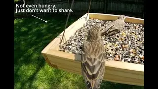 The House Finches Defend their Turf! CritterCamz Cat TV Highlight