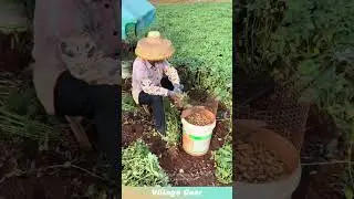 DIY peanut shelling tool boosts efficiency! #tools #peanuts #diy