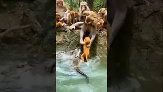 Alligators attack baby monkey #shorts